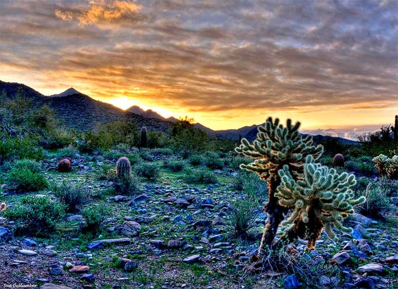 Custom Engagement Rings for Popping the Question in Scottsdale Arizona - McDowell Sonoran Preserve